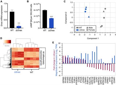 PDE4B Is a Homeostatic Regulator of Cyclic AMP in Dendritic Cells